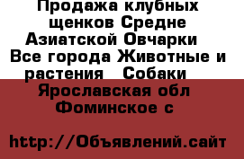 Продажа клубных щенков Средне Азиатской Овчарки - Все города Животные и растения » Собаки   . Ярославская обл.,Фоминское с.